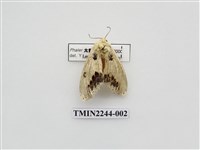 藏品(蘋掌舟蛾)的圖片